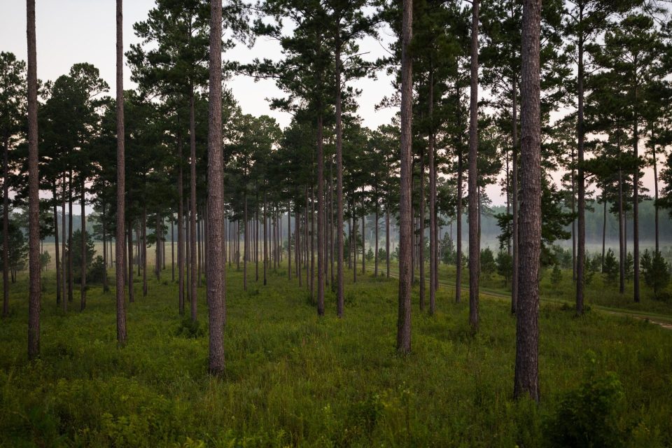 Southlands Plantation 17