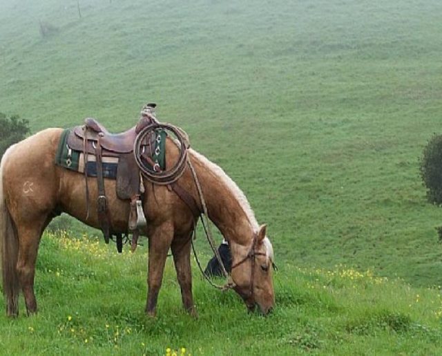 Famous Madonna-Twisselman Ranch!