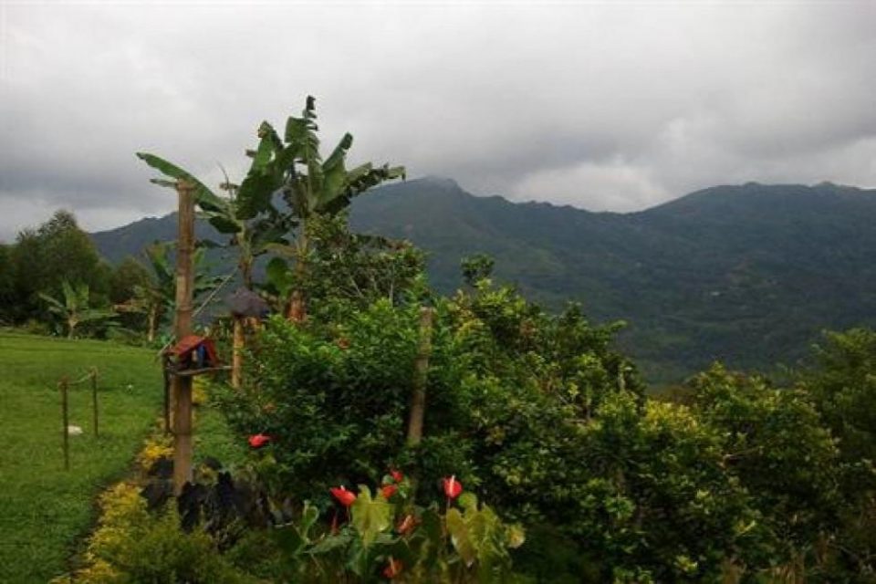 Colombian Coffee Farm!!