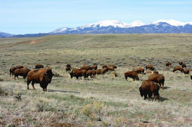Colorado’s Wolf Springs Ranch!
