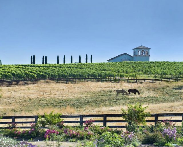 California Ranch, Church & Vineyard Auction!